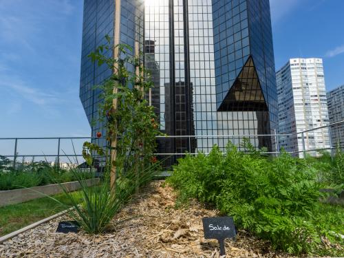 Tomatoes and lettuce growing on an urban roof